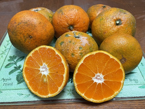 【訳あり】😊甘味の中にまろやかな酸味！コクのある青島みかんサイズフリー１０kg