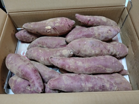 《熟成1ヶ月超えでお届け！》紅はるか（5kg）(茨城県産)・(サツマイモ)(Ⅿ～２Lサイズ)(土付き)