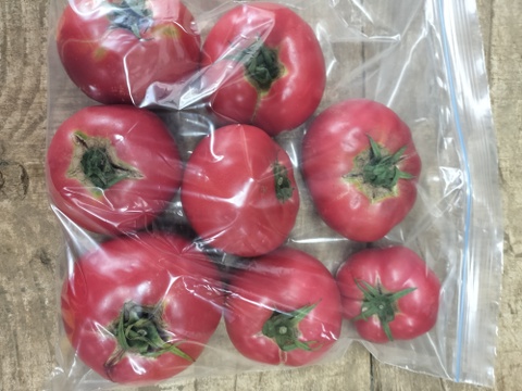 手作りケチャップ作ってみませんか?訳あり完熟トマトを冷凍!トマト4ｋｇ　パチャママ農園