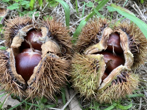 小粒ですが、美味しさは変わりません！生栗(洋栗、約２キロ入り)