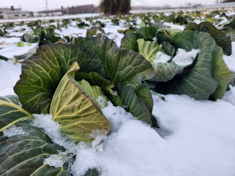 栄養満点！【冬野菜3種セット】キャベツ&ブロッコリー 4点