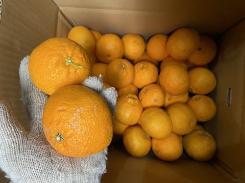 満足度最高！うわじまのデコ（不知火）【小玉家庭用】１０ｋｇサンプル糖度１３度越え