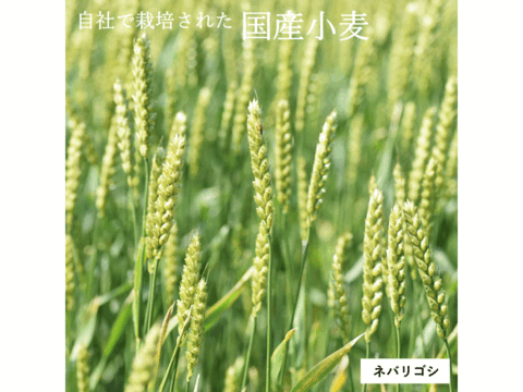 【栽培期間中農薬不散布】中力粉 2kg 青森県産単一品100％使用 日本の小麦「ネバリゴシ」