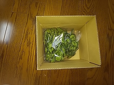 【予約販売】天然　青こごみ400g（山菜）