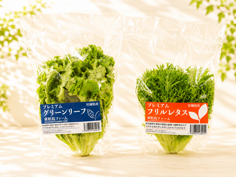 【父の日ギフト】【大容量】贈答用にも！洗わずに食べられるレタス食べ比べ12点セット（1140ｇ）