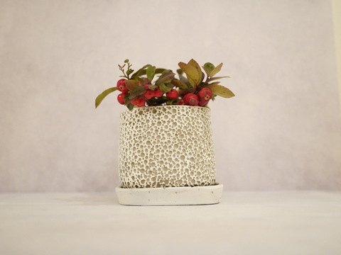 ミニ盆栽【チェッカーベリー × 白泡模様陶器】高さ約17cm×横約19cm【朝市限定】