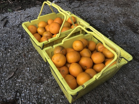 甘夏5kg(農薬・化学肥料不使用)＊房州産