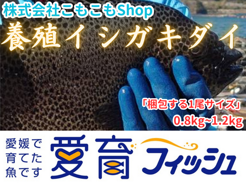 【愛育フィッシュ】朝どれ鮮魚『養殖イシガキダイ1尾』神経締め付