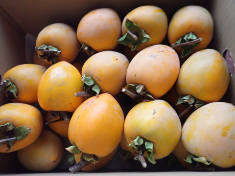 干し柿用 渋柿 あたご柿  愛宕柿 5.4Kg (1個210g前後）