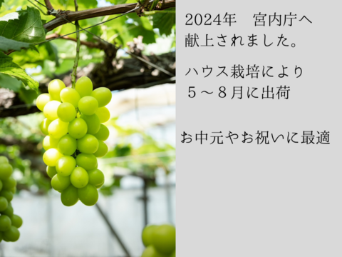 【５月発送】温室栽培シャインマスカット【長野県産】500g 1房 熨斗対応可