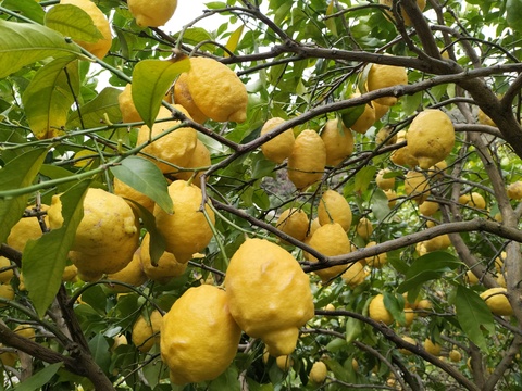 訳あり！広島県産「春レモン」(家庭用2.5kg、約13〜16個、ゆうパック60サイズ)