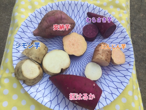 シモン芋２kg♦︎潮風を浴びて育った長崎五島列島産♦︎