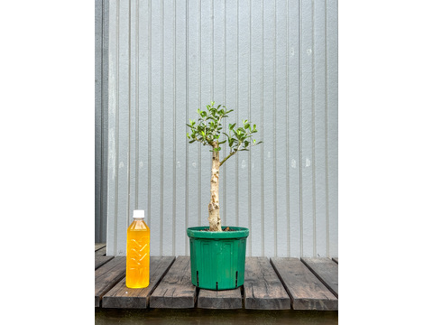 オリーブ 鉢植え オブリッツァ｜育てやすい シンボルツリー・盆栽にも最適　1