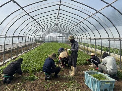 新鮮香り豊かなパクチー！！　1kg