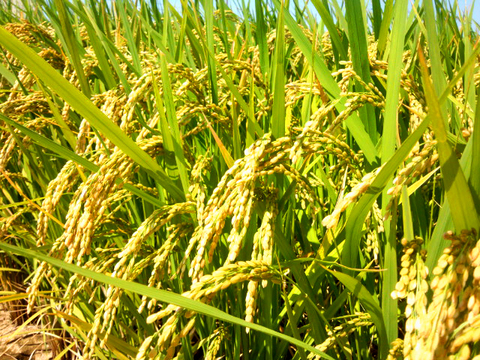 2025年 新米！ 愛媛県産 コシヒカリ  5kg　5,250円