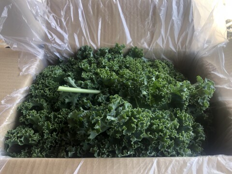 緑の奇跡、腐植の力―自然と共鳴するカリーノケール　栽培期間中農薬不使用　2,000g　農薬・除草剤・化学肥料不使用栽培