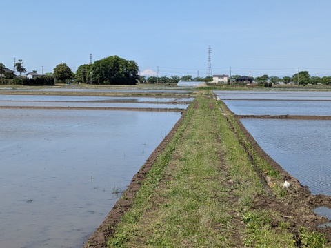 【令和7年新米】コシヒカリ 特別栽培米（5kg 精米）