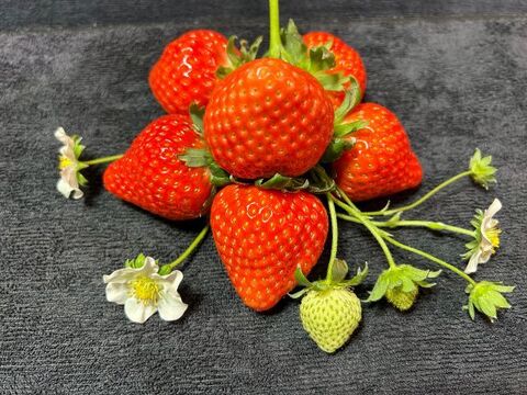 贈答用岡山県産さちのか➕岡山県ブランド品種晴苺：岡山県産の