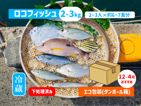 下処理⇒即日発送！ロコフィッシュ鮮魚ボックス2~3kg【エコ包装】