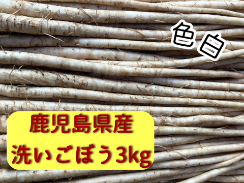 色白柔らか新鮮⭐︎洗いごぼう３キロ［鹿児島県産］