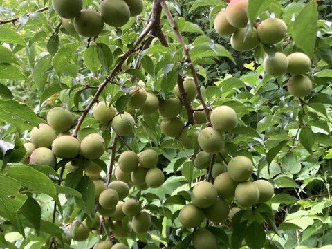 ⭐️農薬除草剤なし⭐️フルーティーな香りが強い生梅小梅サイズ2キロ🟡桃みたいな小梅🍑ほぼ木で熟れてます💕今年最高の小梅
