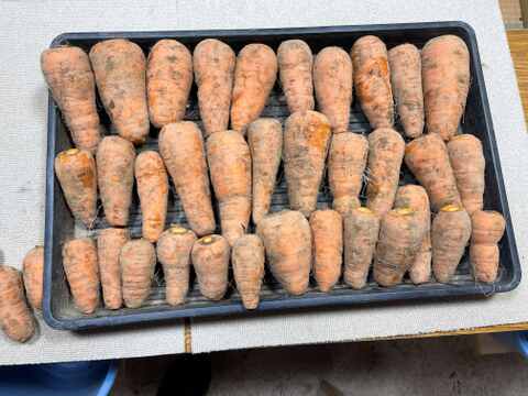 肥料・農薬不使用の自然12年の　人参　10ｋｇ