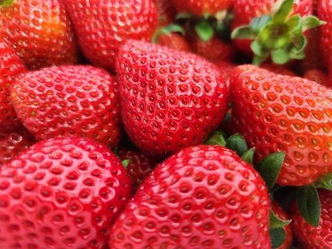 【2年連続品評会入賞🍓】やよいひめ 2kg どこにも無い味の濃さを皆様の元へお届けしたいと思いで作っているイチゴです