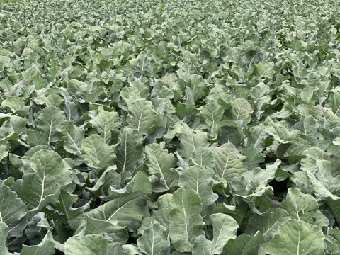 大槻農園の朝摘みブロッコリー｜標高1100mの高原育ち！鮮度バツグンのシャキシャキ食感（5〜8株入り）