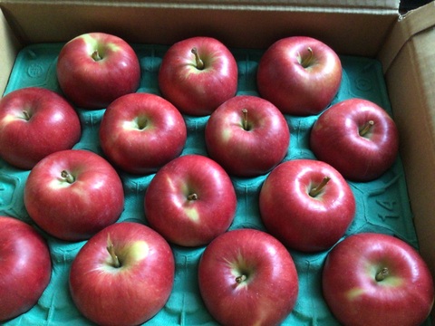 【幻の小玉第1弾】シナノプッチ3キロ箱 新しい定番 〜21 商品ID41124 長野県 信州 安曇野 リンゴ 幻 幻のリンゴ 予約 希少 旬