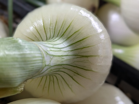 【玄海丸】皮むき玉ねぎ　福岡産　4kg