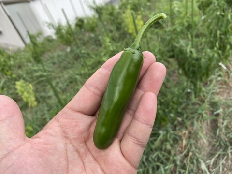 【1kg】この辛さがクセになる‼️ 本場メキシコの青唐辛子　ハラペーニョ