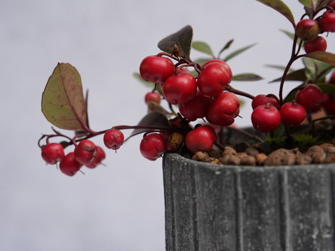 ミニ盆栽【チェッカーベリー × 黒縞陶器】高さ約17cm×横約15cm【夜市限定】