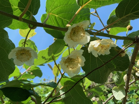 農薬・化学肥料不使用！スッキリとした甘さと酸味のグリーンキウイ(33玉から36玉)