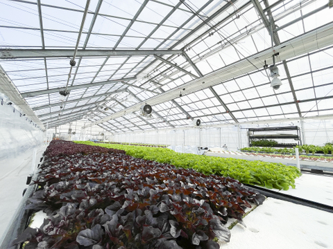 シェフ御用達！料理に使いやすいサラノバレタス4種ミックス（業務用簡易包装 10～12株）1㎏