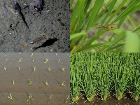 【令和5年産】✣農薬化学肥料不使用✣近江米コシヒカリ✣玄米で食べてニッコリ菜の花米✣20kg玄米