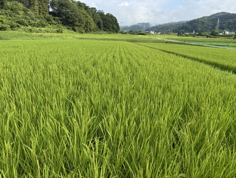 【令和７年新米】名水百選 白州の水で育った美味しい米「こしひかり」5Kg（白米）