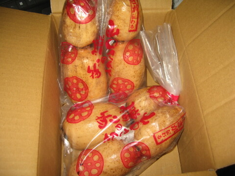 【今が旬のれんこん】産地白石町のホクホクもちもち蓮根1kg (500g×2袋)