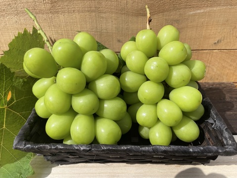 2026年予約販売★シャインマスカット 1～1.2kg（2房）☆農場イチオシ！パリッと新鮮、香り豊かな大粒シャインマスカットです。種なし、青森県産、贈答、ギフト、家庭用にも