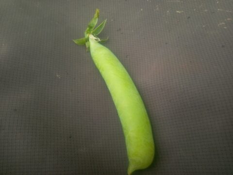 エンドウ＆空豆　mix　自然栽培　自家採種