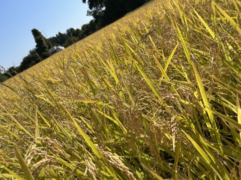 令和7年　宮城県産　新米　つや姫　5キロ　白米　精米