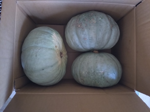 美味しくて日持ちする白かぼちゃ つきみ　５ｋｇ箱(３～４玉入）【北海道富良野産】