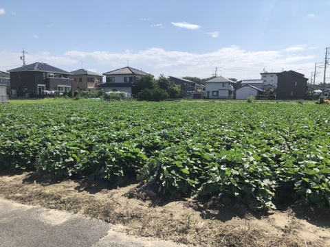 値上げナシ‼︎　さつまいも（紅はるか）【1ヶ月熟成】Sサイズ　5kg