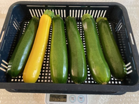 兵庫県神戸産ズッキーニ　2kgセット（緑・黄　8～12本）