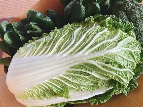 【大容量でお得🉐】朝露したたる！超新鮮！朝どり白菜120サイズ箱いっぱい‼