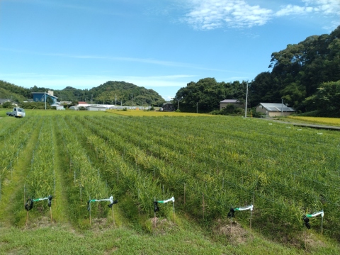 新生姜と丸オクラのセット【農薬・化学肥料 不使用】