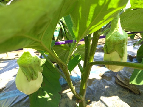 おまかせ よこすか 夏の野菜セット（7〜8品目）