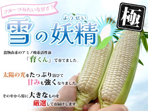 ホワイトコーン フルーツコーン 雪の妖精2kg専用 訳あり品※【こだわりプラス♪】超レア✨ホワイトコーン『雪の