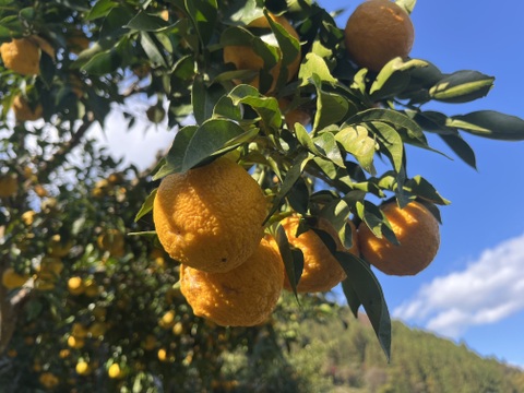 さわやか　ゆず果汁100%　280ml　1本　栽培期間中農薬不使用　ゆず酢