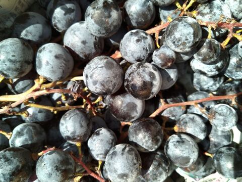 【限定５箱!!】「マスカット・ベリーA」（1kg）〔栽培期間中農薬不使用〕