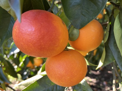 【希少！国産ブラッドオレンジ使用】陽だまりファーム　ブラッドオレンジジュース 　ストレート 100% （720ml×1本）